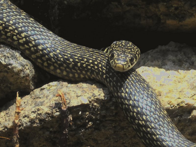 il biacco Rodolfo...sulla tomba di giganti